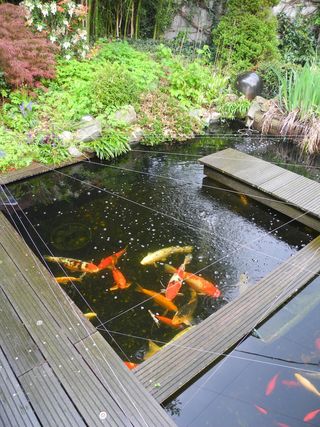 bassin poisson japonais