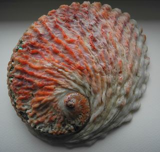 FSCN9066 FSCN9066